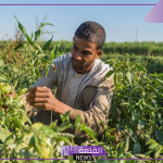 بالشروط والضوابط.. كيف تحصل على قطعة أرض زراعية من الدولة