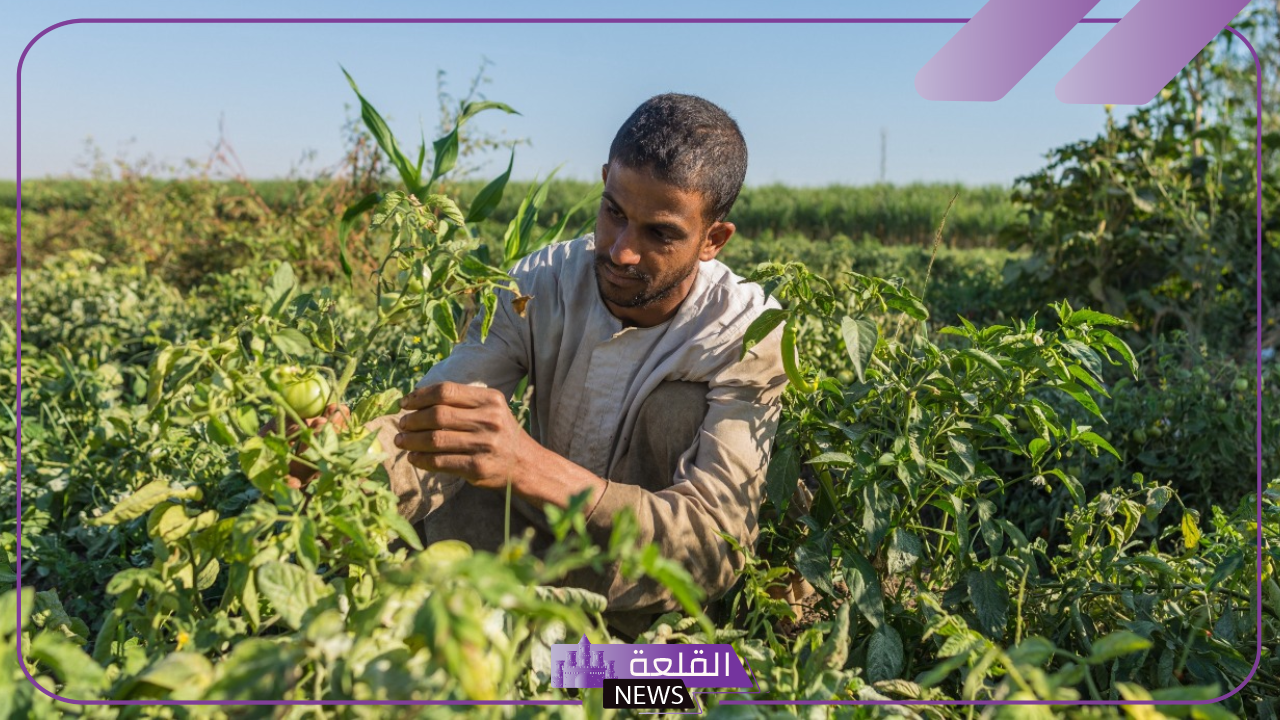 بالشروط والضوابط.. كيف تحصل على قطعة أرض زراعية من الدولة