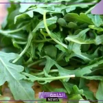 أهمها التخلص من الوزن الزائد.. 10 فوائد من تناول الجرجير يوميًا