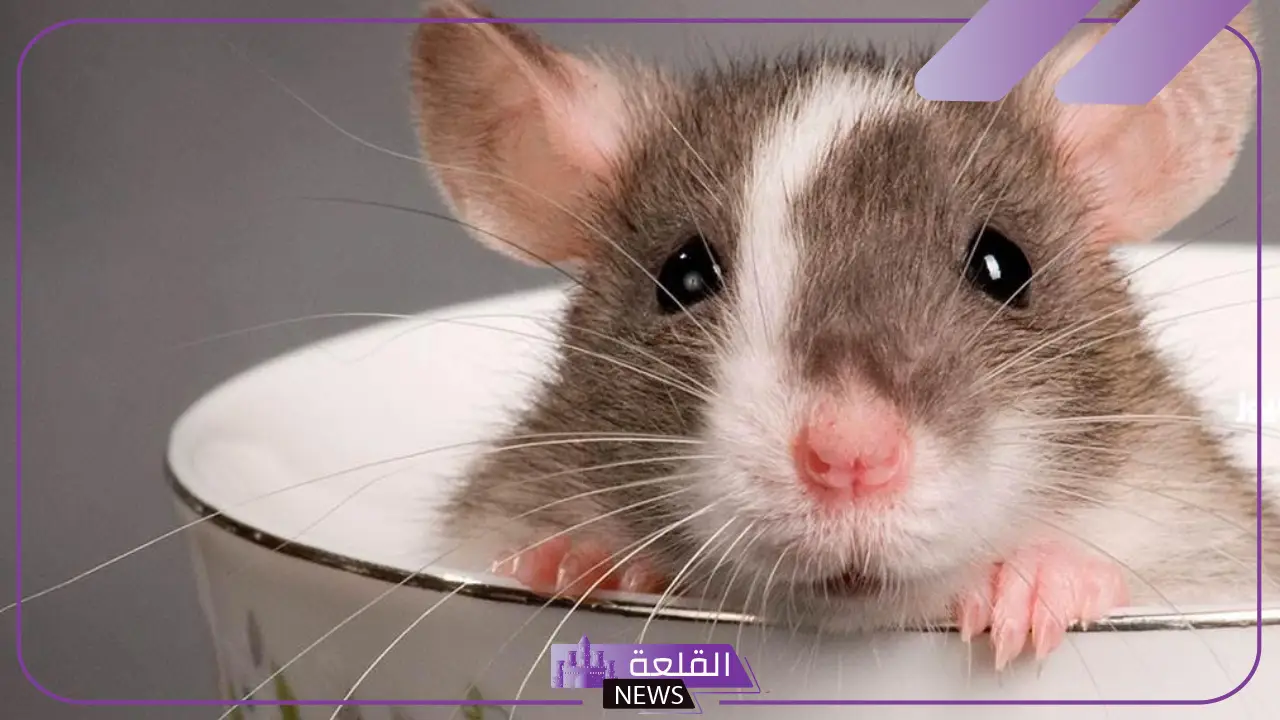 تفسير قتل الفئران في المنام داخل البيت لابن سيرين للعزباء 5 الفئران في المنام
