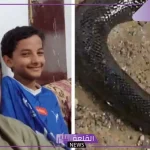 أنهى حياته في لحظة.. قصة وفاة طفل بعدما لدغة ثعبان الصل الأسود بوادي أشحط في الباحة