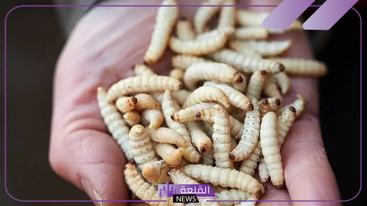 رؤية حلم الدود في الأكل في المنام لابن سيرين للرجل والعزباء 6 الدود في المنام