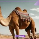 بهذه الطريقة الصعبة.. ماتت ناقة رسول الله “اعرف التفاصيل كاملة”