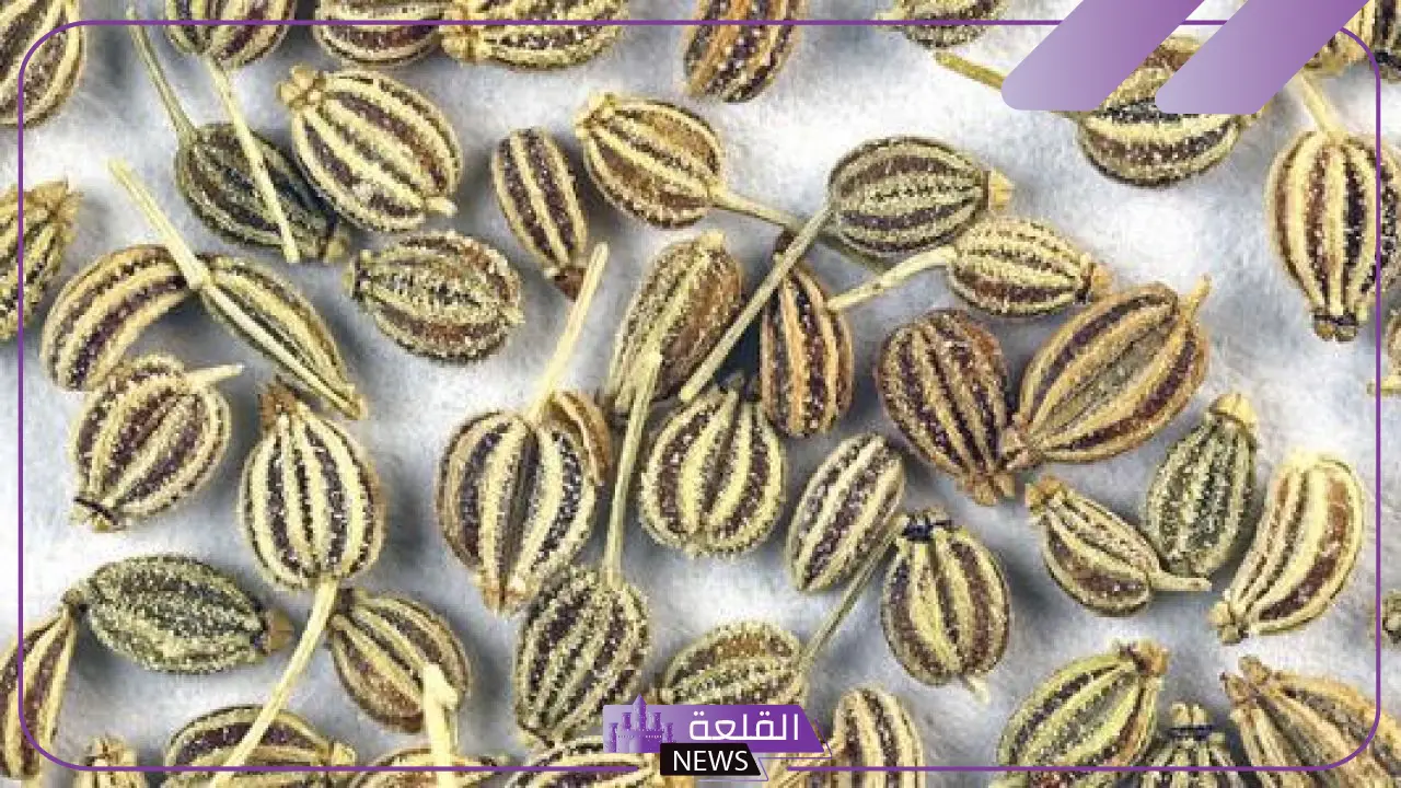 تجربتي مع بذرة الخلة البلدي لعلاج الحصوات 5 دواعي استعمال بذرة الخلة