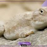 لا يفوتك.. اكتشاف نوع نادر من الزواحف في صحارى الحدود الشمالية