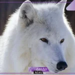 تفسير حلم رؤية هجوم الذئب في المنام لابن سيرين للعزباء