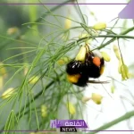 خطوة رائدة في الزراعة.. سعودي يتمكن من توطين زراعة الهليون داخل البيوت المحمية