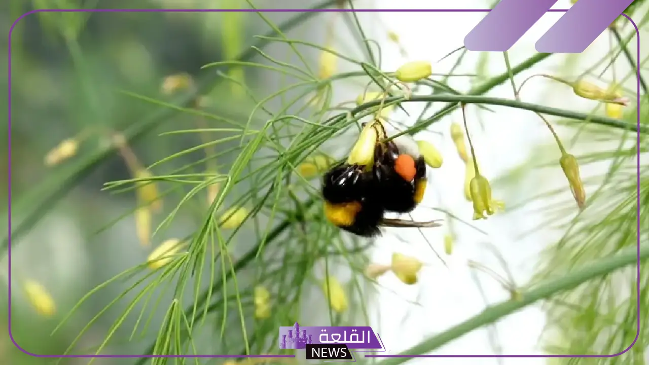 خطوة رائدة في الزراعة.. سعودي يتمكن من توطين زراعة الهليون داخل البيوت المحمية