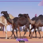 لا يفوتك.. سعودي يجمع الإبل في مزرعة بأستراليا