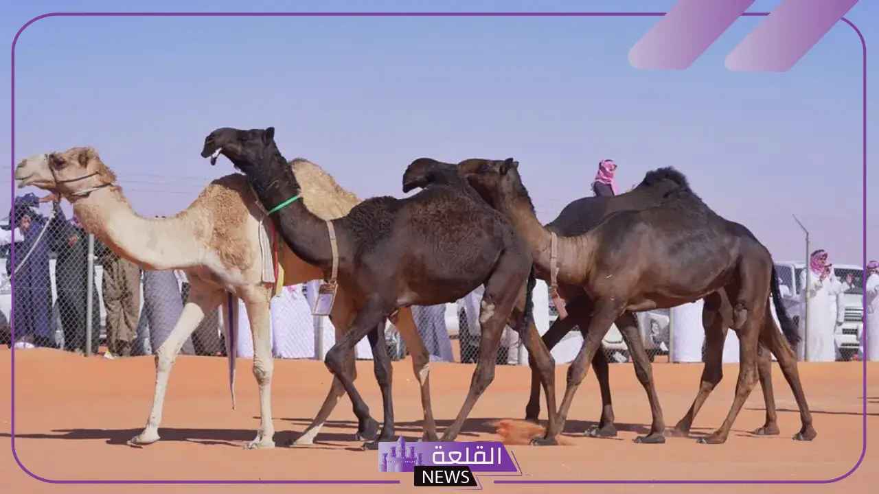 لا يفوتك.. سعودي يجمع الإبل في مزرعة بأستراليا
