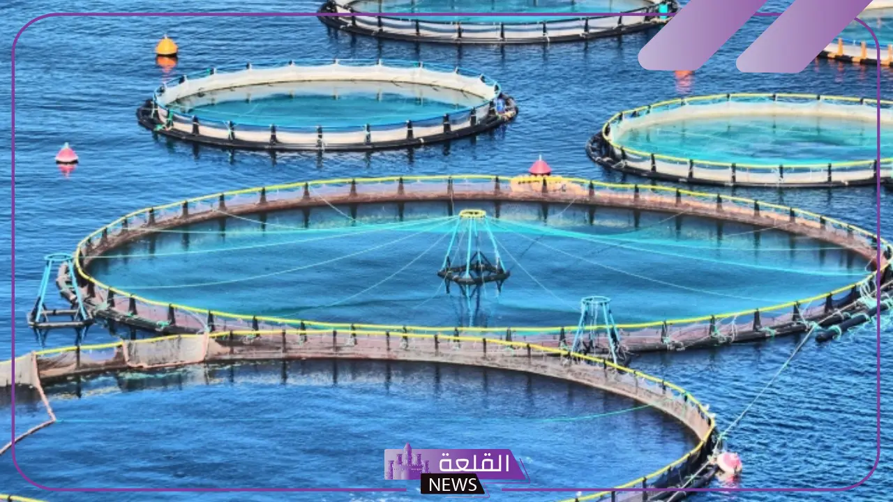 لإنتاج ما يصل إلى 100 ألف طن سنويًا.. المملكة تطلق أكبر مركز في الشرق الأوسط لإنتاج السلمون 5 تعزيز الاستزراع السمكي في السعودية