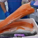 لإنتاج ما يصل إلى 100 ألف طن سنويًا.. المملكة تطلق أكبر مركز في الشرق الأوسط لإنتاج السلمون
