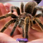 تفسير رؤية حلم العنكبوت الكبير في المنام لابن سيرين