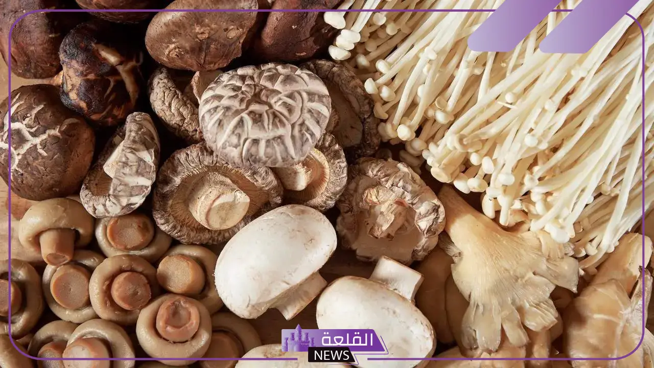 حلم الفقع للعزباء