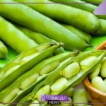 هذا ما يحدث لجسمك عندما تتناول الفول والبصل الأخضر يوميًا
