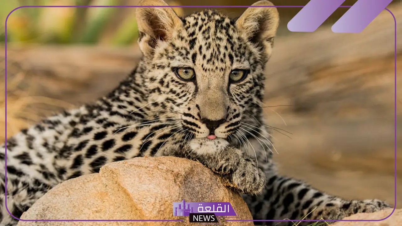 احذر من العقوبة.. غرامة 400 ألف ريال وسجن 10 سنوات في حال صيد هذا الحيوان احذر من العقوبة.. غرامة 400 ألف ريال وسجن 10 سنوات في حال صيد هذا الحيوان