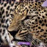 احذر من العقوبة.. غرامة 400 ألف ريال وسجن 10 سنوات في حال صيد هذا الحيوان