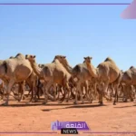 رسميًا.. بدء انطلاق فعاليات أول أشواط الهجيج بتقنيات عالية في مهرجان الملك عبد العزيز للإبل