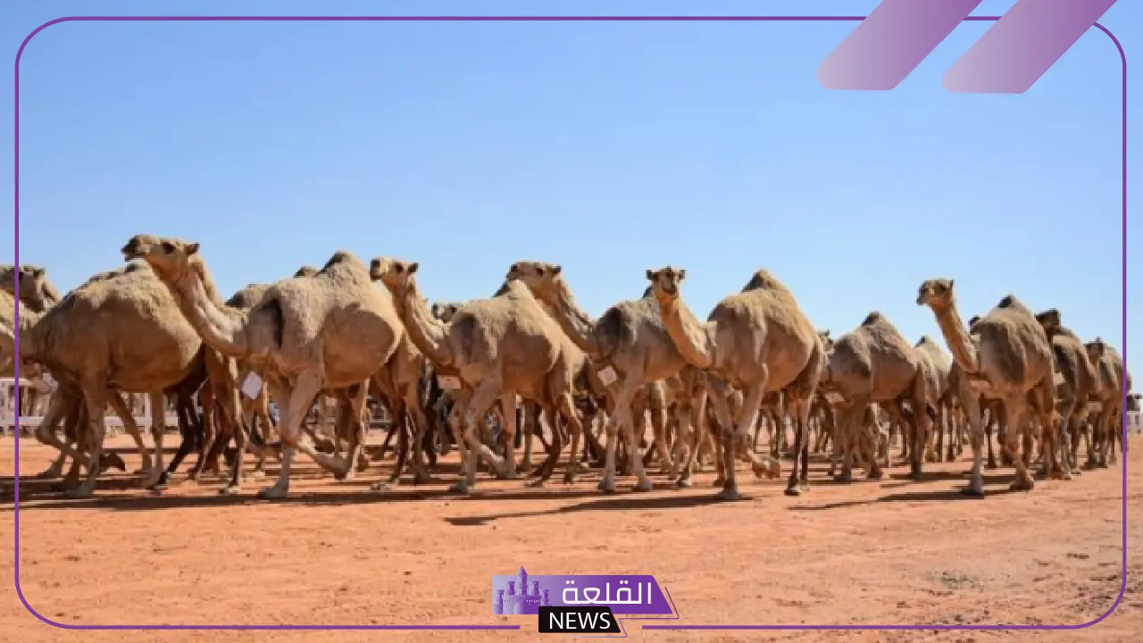 رسميًا.. بدء انطلاق فعاليات أول أشواط الهجيج بتقنيات عالية في مهرجان الملك عبد العزيز للإبل