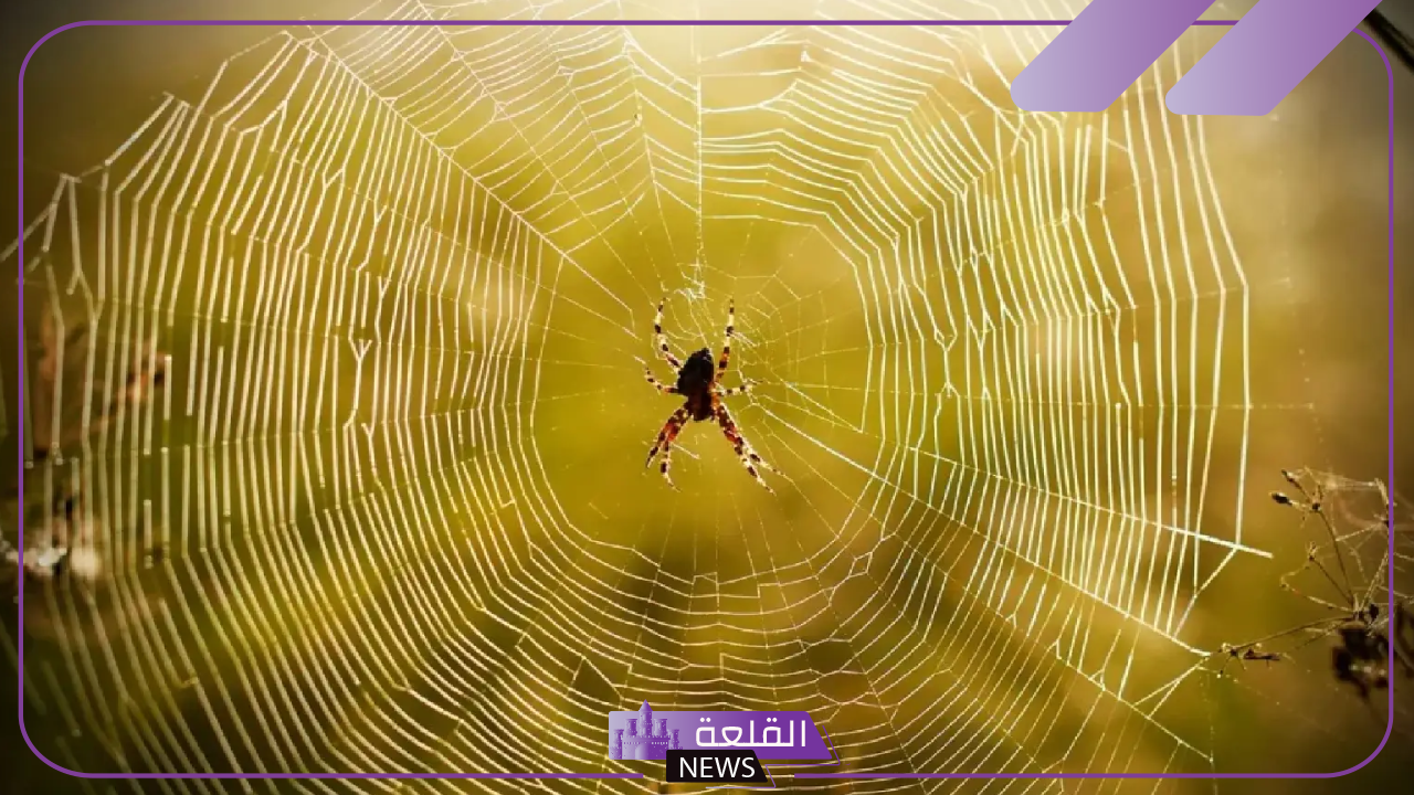 تفسير رؤية حلم العنكبوت الكبير في المنام لابن سيرين 5 العناكب الكبيرة في الأحلام