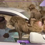 غرامة وسجن.. عقوبات لصاحب مقطع تعذيب القرود في السعودية