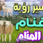 تفسير رؤية الغنم في المنام للمتزوجة لابن سيرين ورؤيتهم