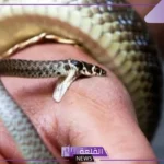 ما تفسير الثعبان الصغير في المنام وفقًا لابن سيرين وابن شاهين 