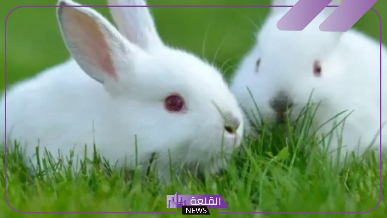 تفسير حلم رؤية الارنب الابيض في المنام لابن سيرين 5 الأرانب في المنام لابن سيرين