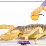 تفسير حلم العقرب الصفراء وقتلها في المنام وفقًا لابن سيرين