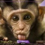 هل رؤية القرد في المنام سحر؟ تفسير رؤية القرد في الحلم