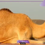 تفسير حلم الناقة تطاردني في المنام للرجل والمرأة لابن سيرين