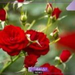 تفسير حلم  الورد في المنام للمتزوجة والعزباء لابن سيرين