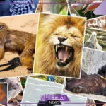 تفسير حلم رؤية الحيوانات في المنام لابن سيرين .. دلالات الحيوانات