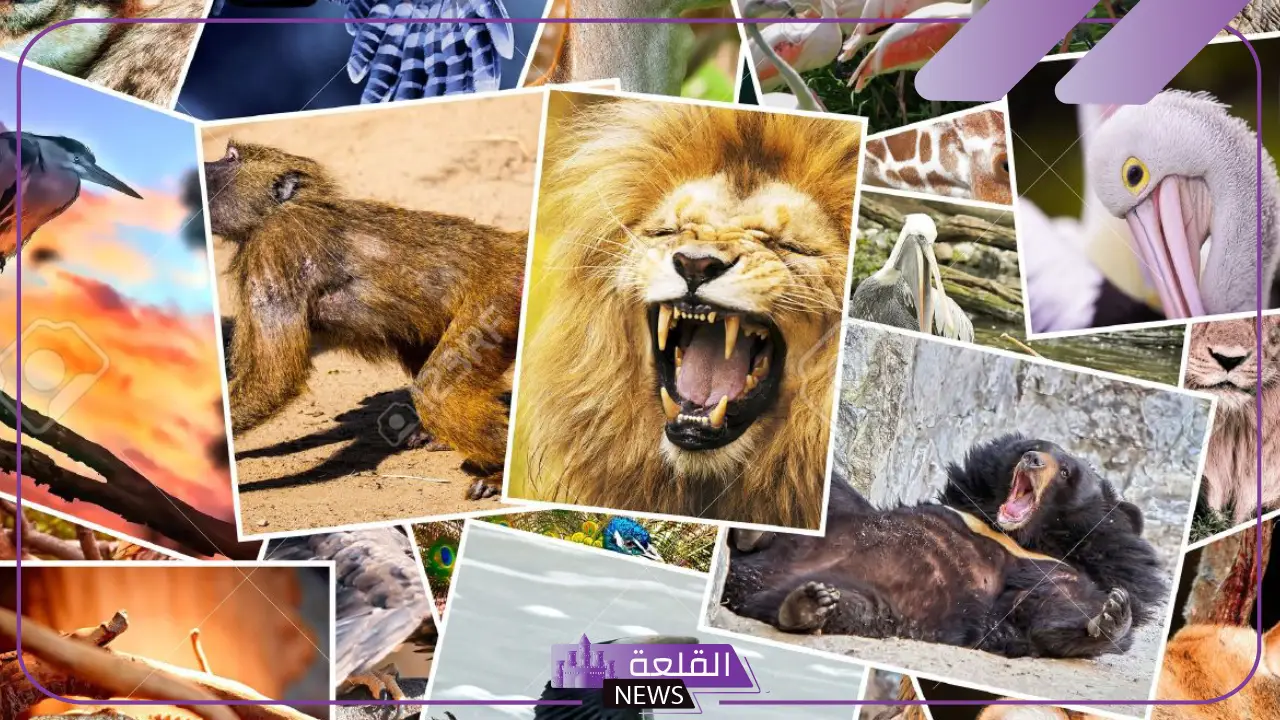 تفسير حلم رؤية الحيوانات في المنام لابن سيرين .. دلالات الحيوانات