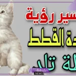 رمز ولادة القطة في المنام وفقًا لابن سيرين للعزباء والمطلقة