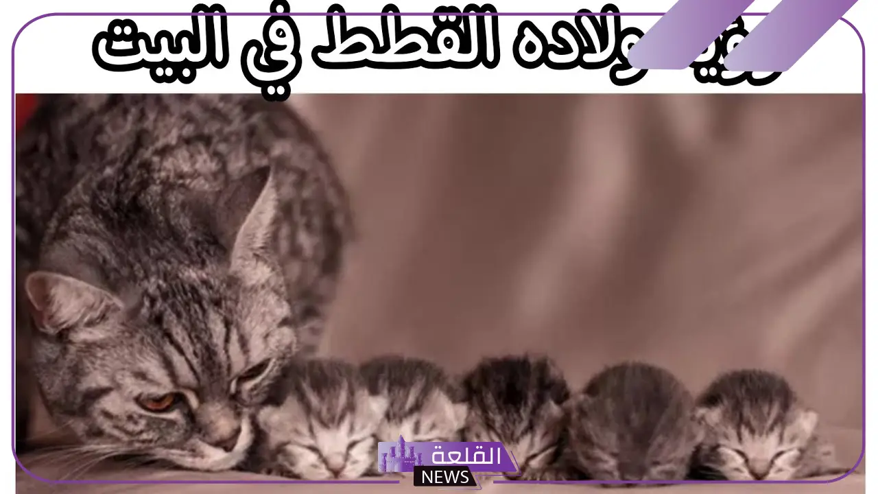 رمز ولادة القطة في المنام وفقًا لابن سيرين للعزباء والمطلقة 6 معنى ولادة القطة في الحلم