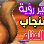 تفسير حلم السنجاب في المنام للعزباء والمتزوجة لابن سيرين