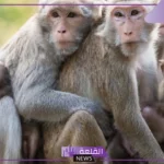 تفسير حلم رؤية قرد يحاول الهجوم في المنام للمتزوجة لابن سيرين وعلاقته بالسحر