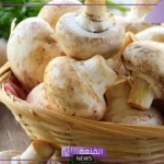 تفسيرات حلم الفقع في المنام وجمعه من الأرض للعزباء