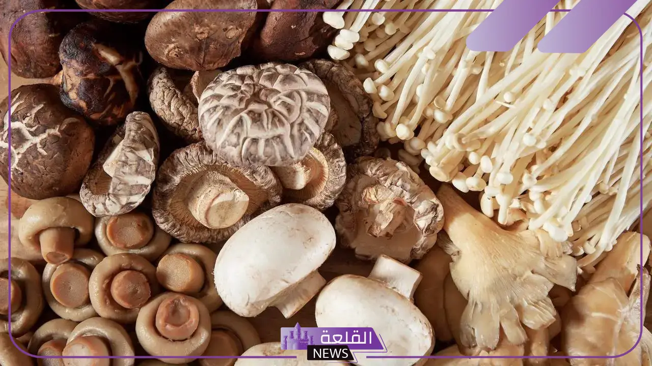 تفسيرات حلم الفقع في المنام وجمعه من الأرض للعزباء 5 الفقع في المنام لابن سيرين