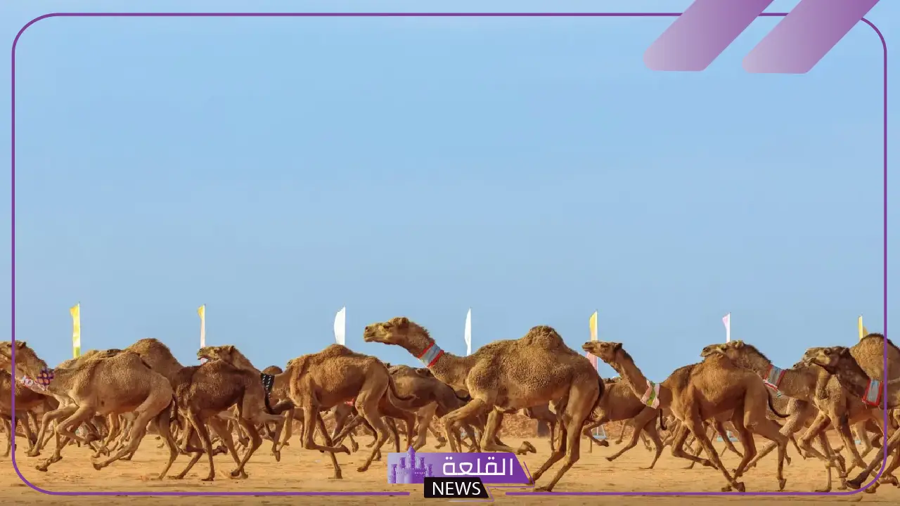 لا يفوتك.. قصة هجوم الذئب على أحد المشاركين بمهرجان المؤسس لا يفوتك.. قصة هجوم الذئب على أحد المشاركين بمهرجان المؤسس