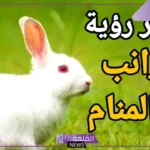 تفسير حلم رؤية الارنب الابيض في المنام لابن سيرين