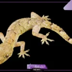 تفسير حلم رؤية البريعصي في المنام وفقًا لابن سيرين