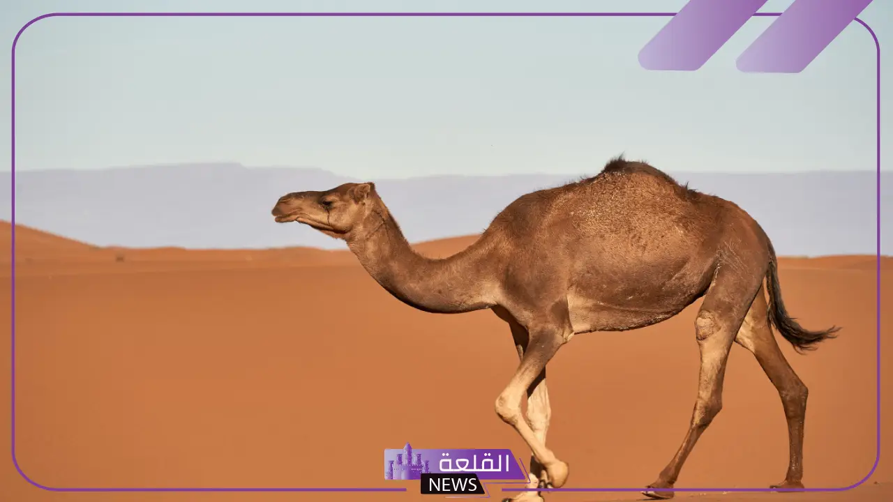 تفسير حلم الجمل يلاحقني في المنام.. تأويلات مطاردة الجمل 6 تفسير حلم الجمل يلاحقني في المنام للعزباء