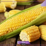 تفسير حلم رؤية الذرة في المنام لابن سيرين والنابلسي