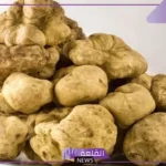 تفسير حلم الفقع في المنام فهد العصيمي والنابلسي وابن سيرين