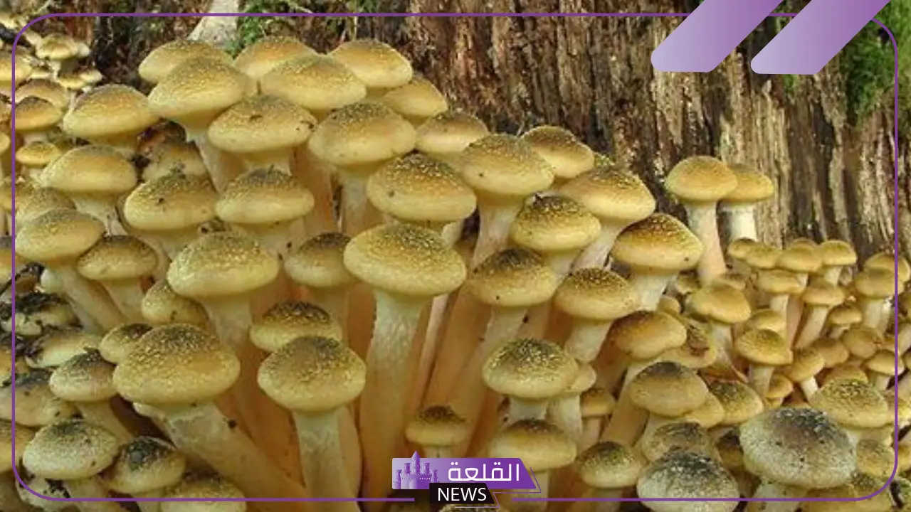 تفسيرات حلم الفقع في المنام وجمعه من الأرض للعزباء 6 الفقع في المنام للرجل