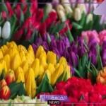 تفسير حلم رؤية الورد في المنام للعزباء والحامل لابن سيرين