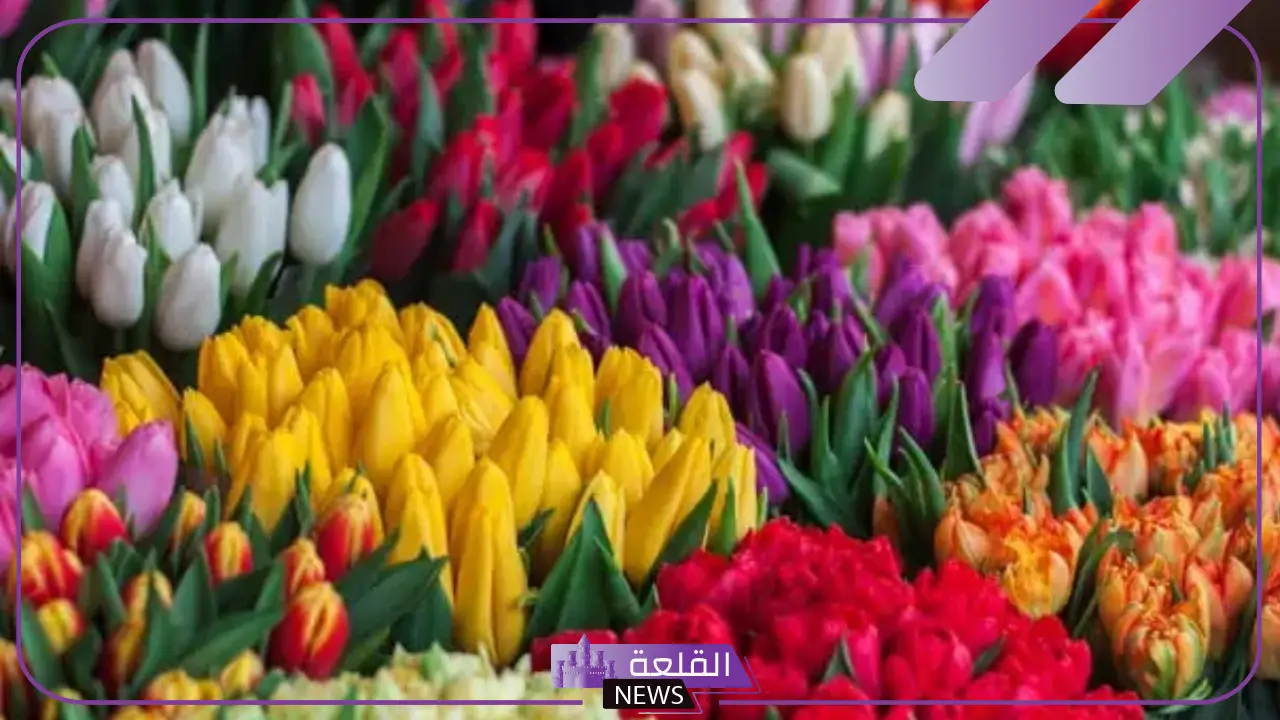 تفسير حلم رؤية الورد في المنام للعزباء والحامل لابن سيرين