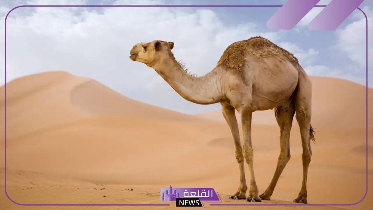 حلمت بجمل يلاحقني ويركض خلفي في المنام لابن سيرين 6 دلالات ورموز حلم الجمل